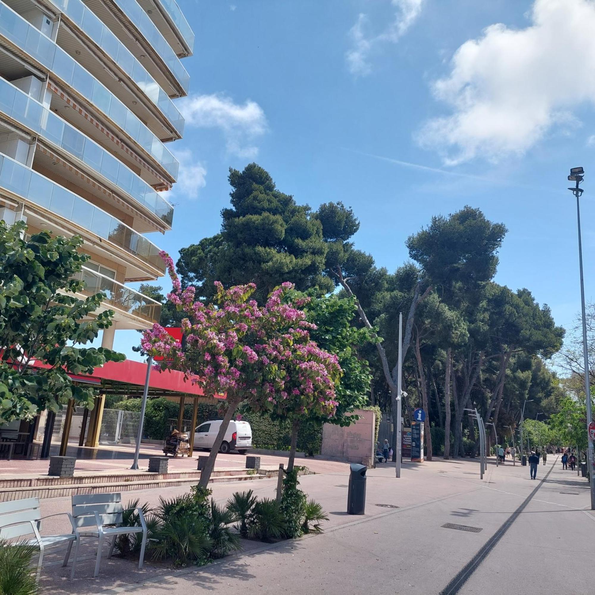 Morning Coffee By The Sea 1 Bedroom Between Capellans And Llevant Beaches *